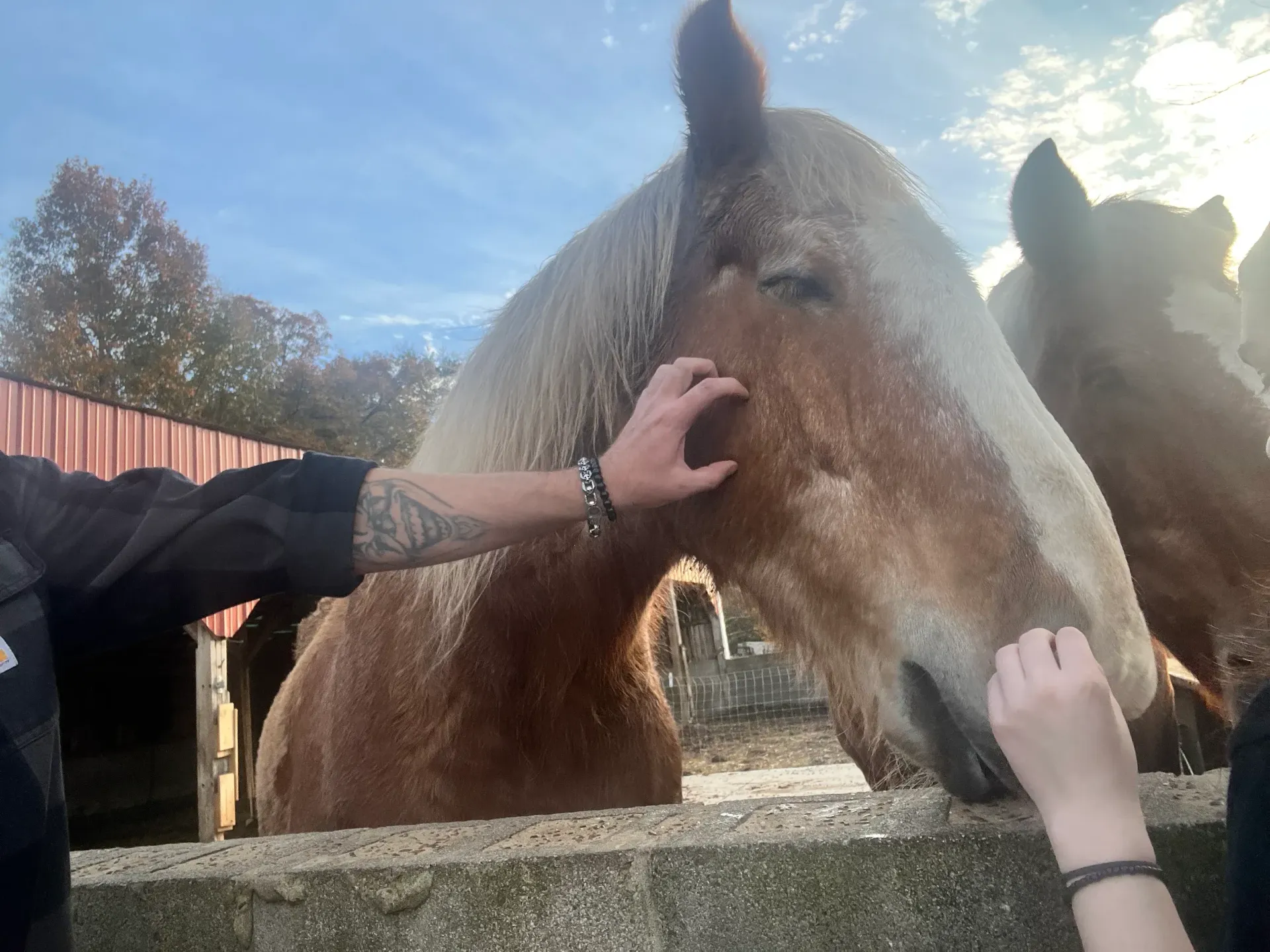 People petting two horses over a fence in a sunny outdoor paddock