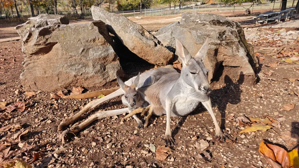 Gray kangaroo lying on dry ground beside large rocks in a sunlit outdoor setting