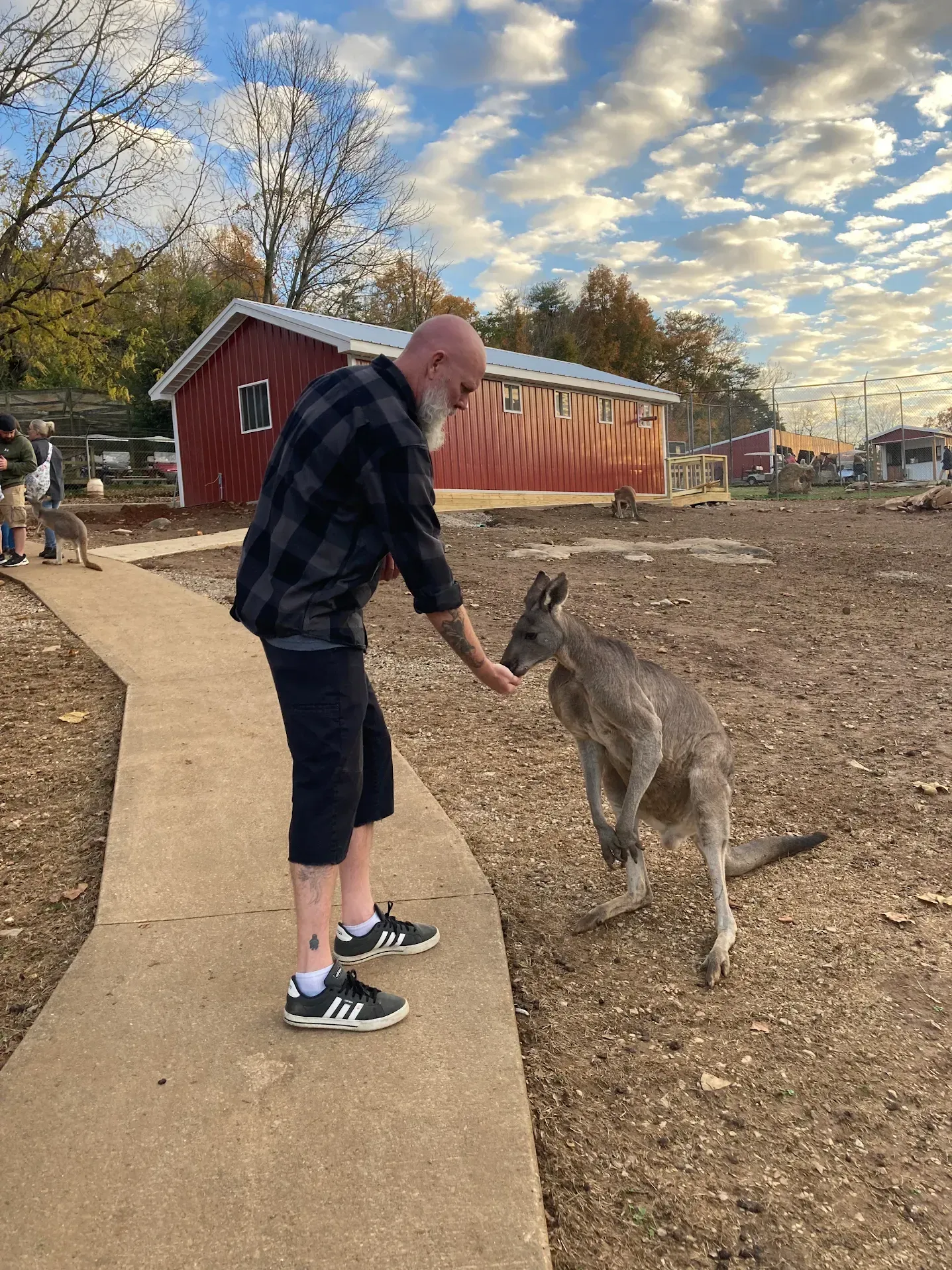 Person petting a kangaroo on a paved path near a red barn at sunset