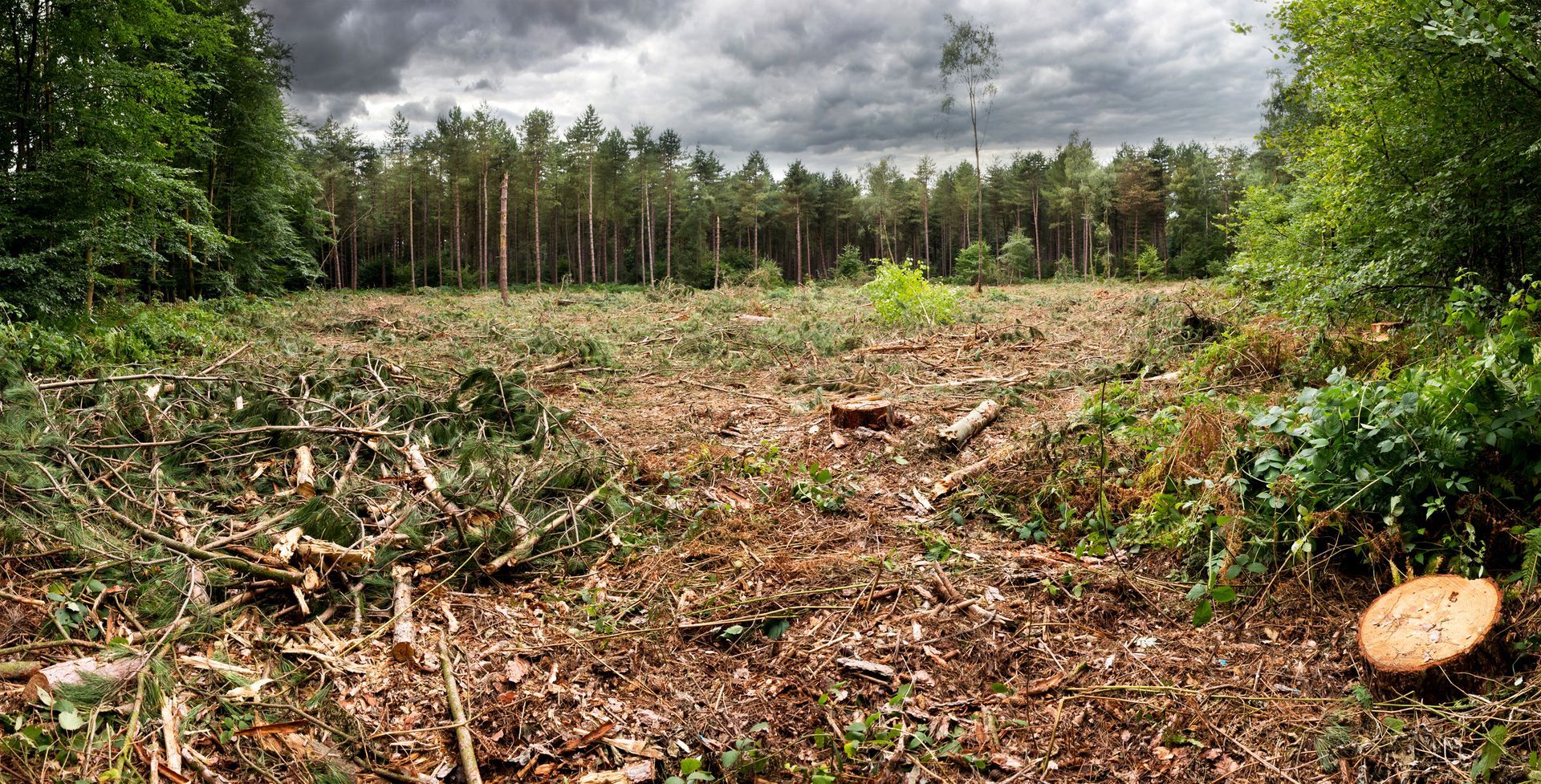 There is a tree stump in the middle of a deforested area.
