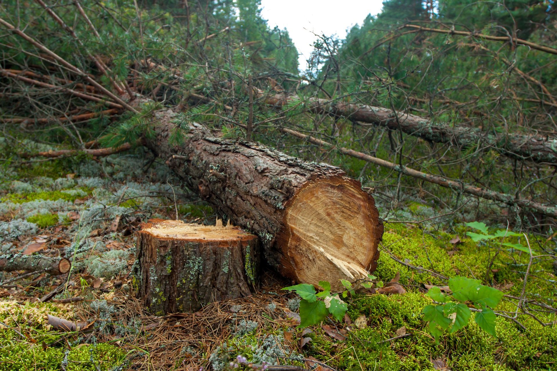 A log is laying on the ground in the middle of a forest.