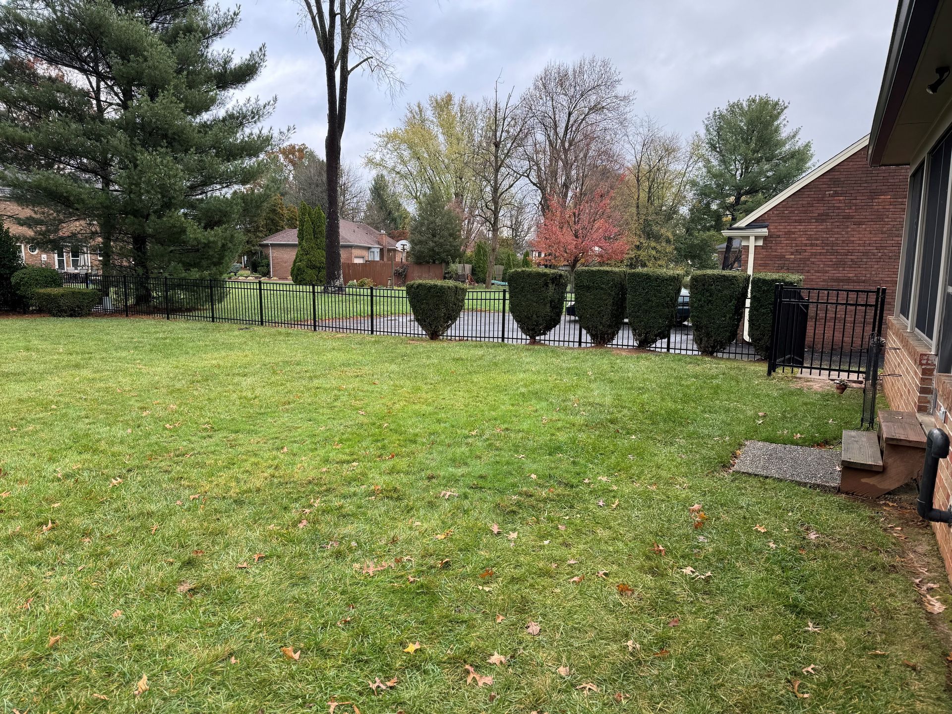 Backyard lawn with evergreen shrubs, trees, and a brick house on the right