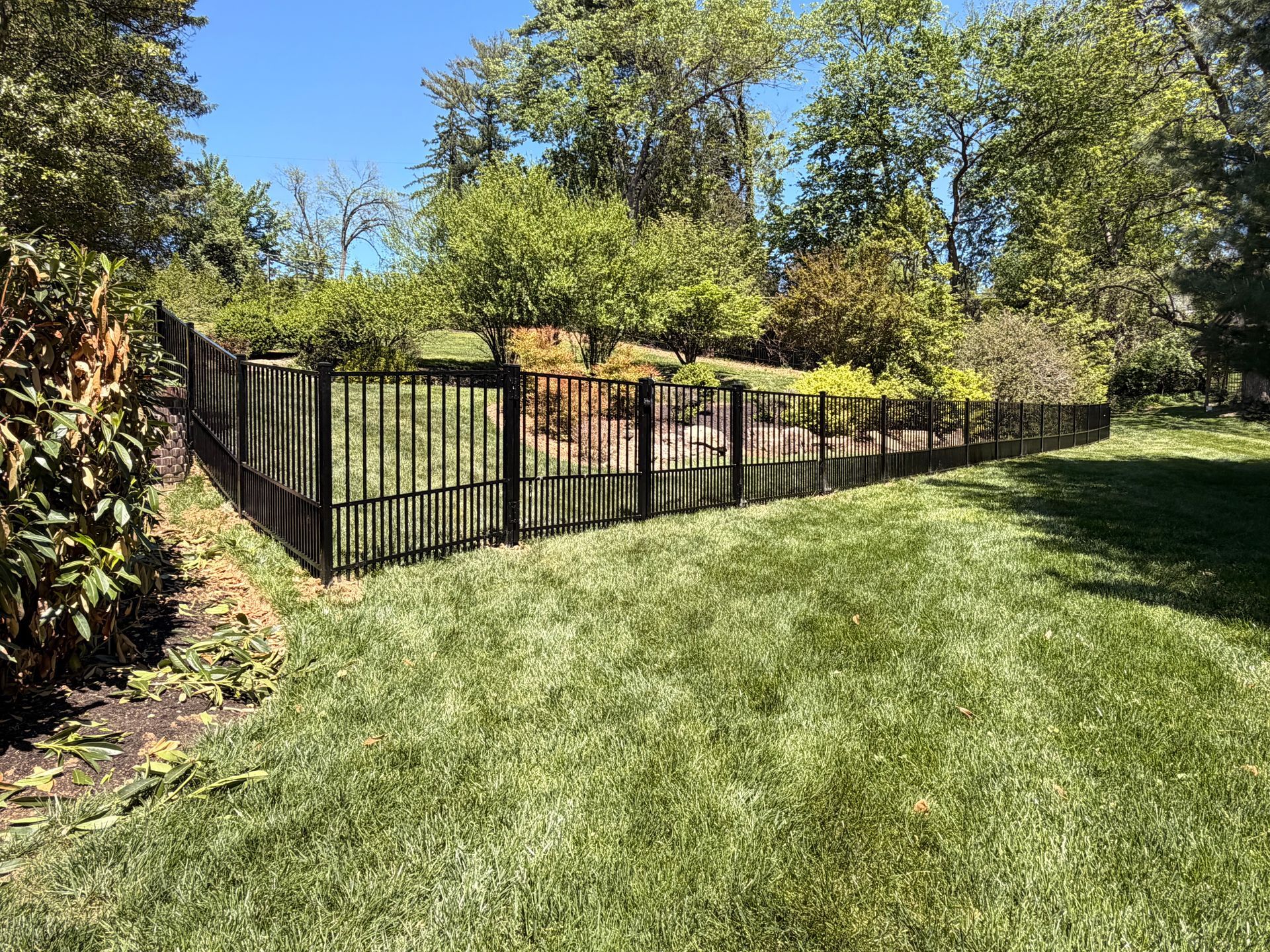 Backyard lawn with black metal fence, trees, and blue sky