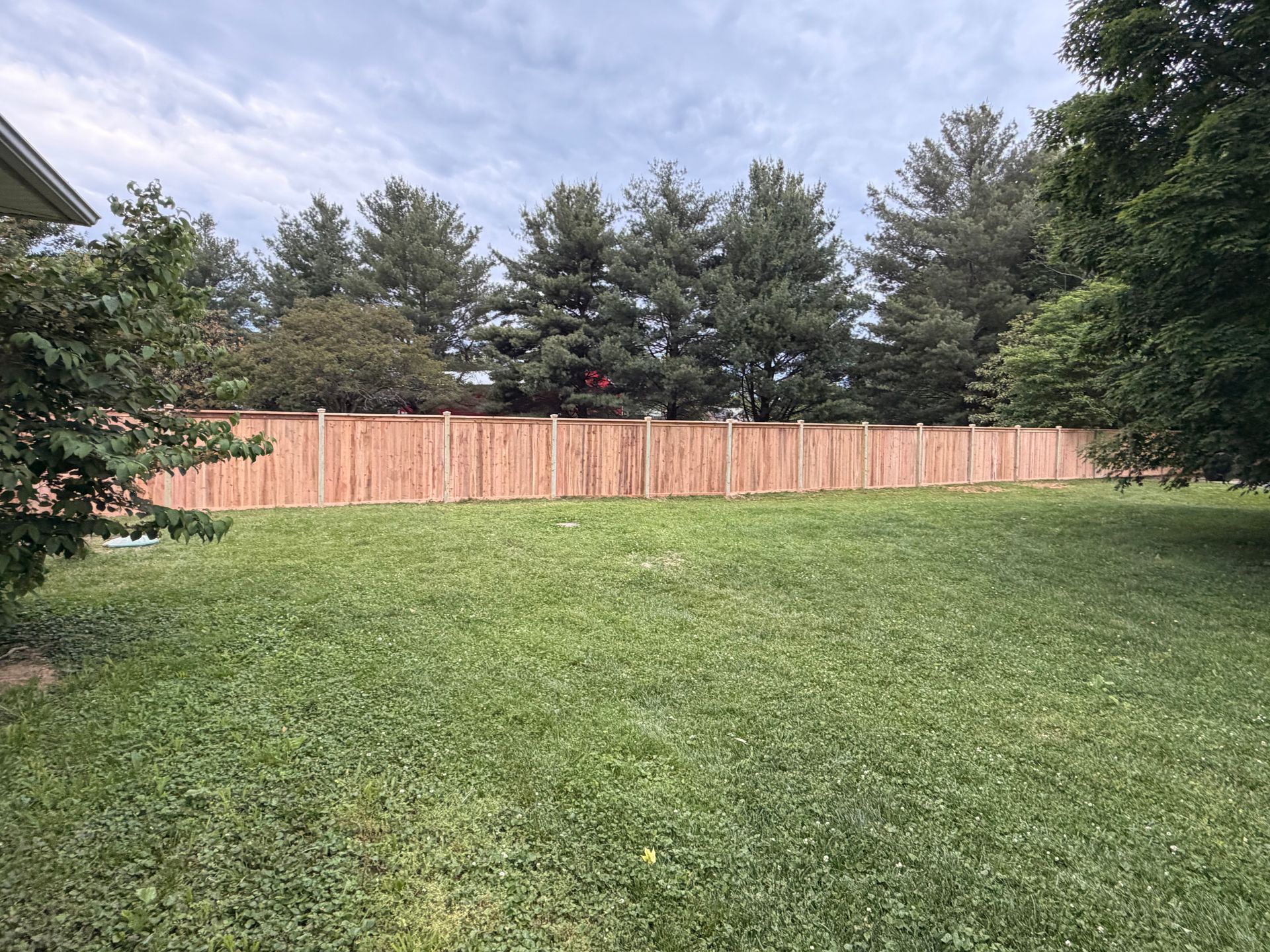 Grassy backyard with a wooden fence and tall trees under a cloudy sky