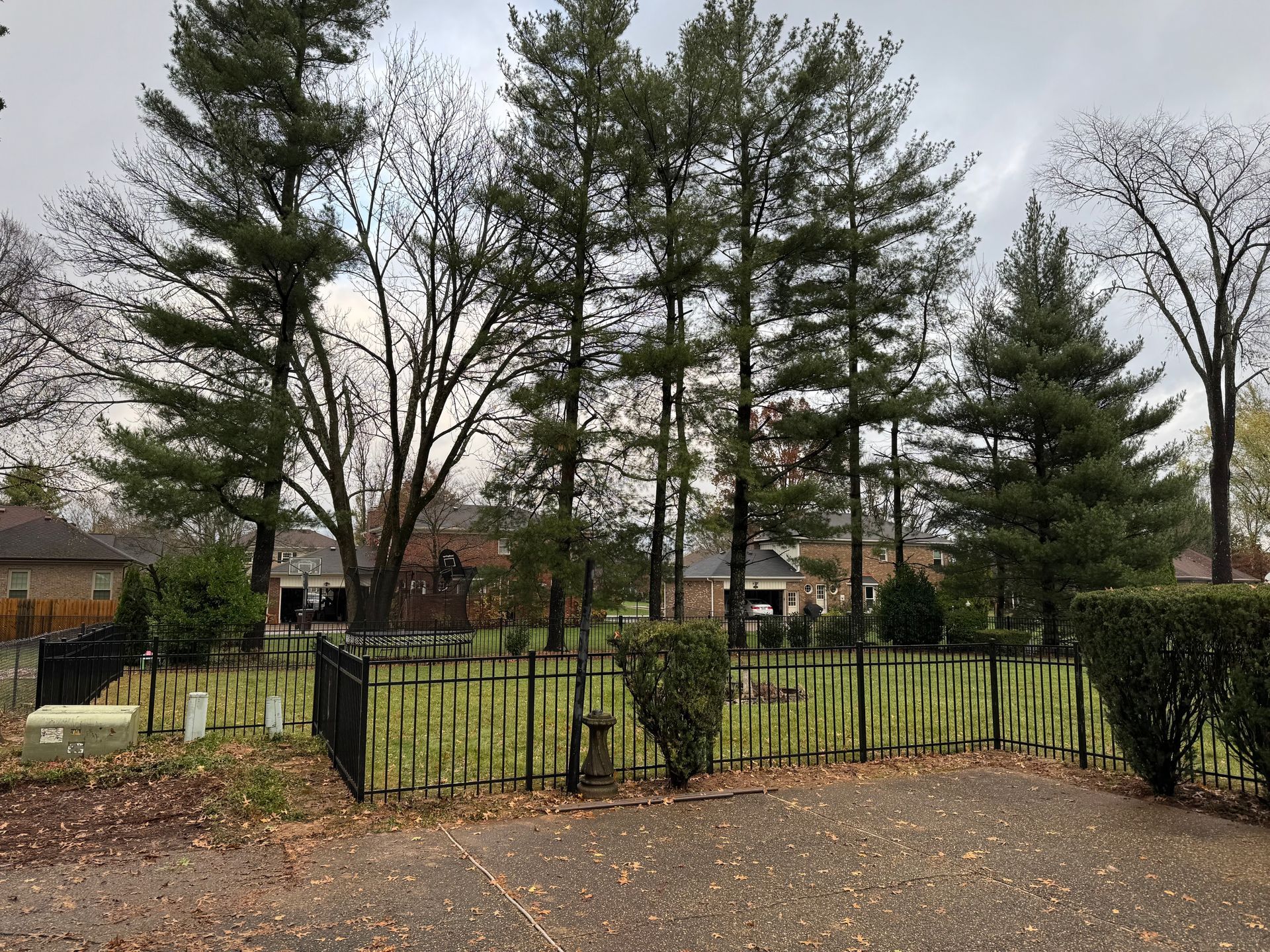 Black metal fence in front of tall pine trees and a grassy park on a cloudy day