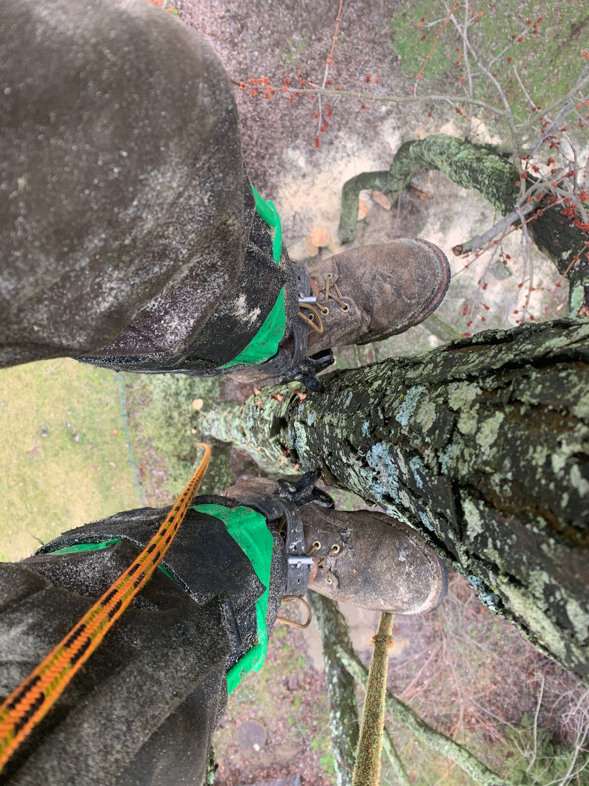 Adelino's Tree Service Pittsburgh