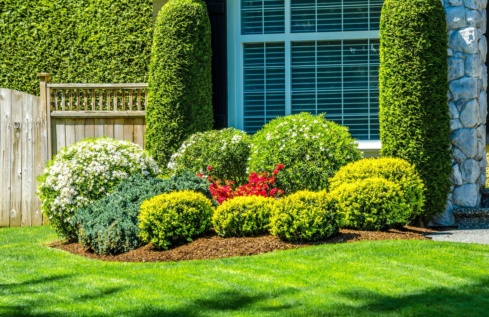 Well-manicured front yard garden with various green and yellow shrubs, and tall evergreen trees flanking a window.