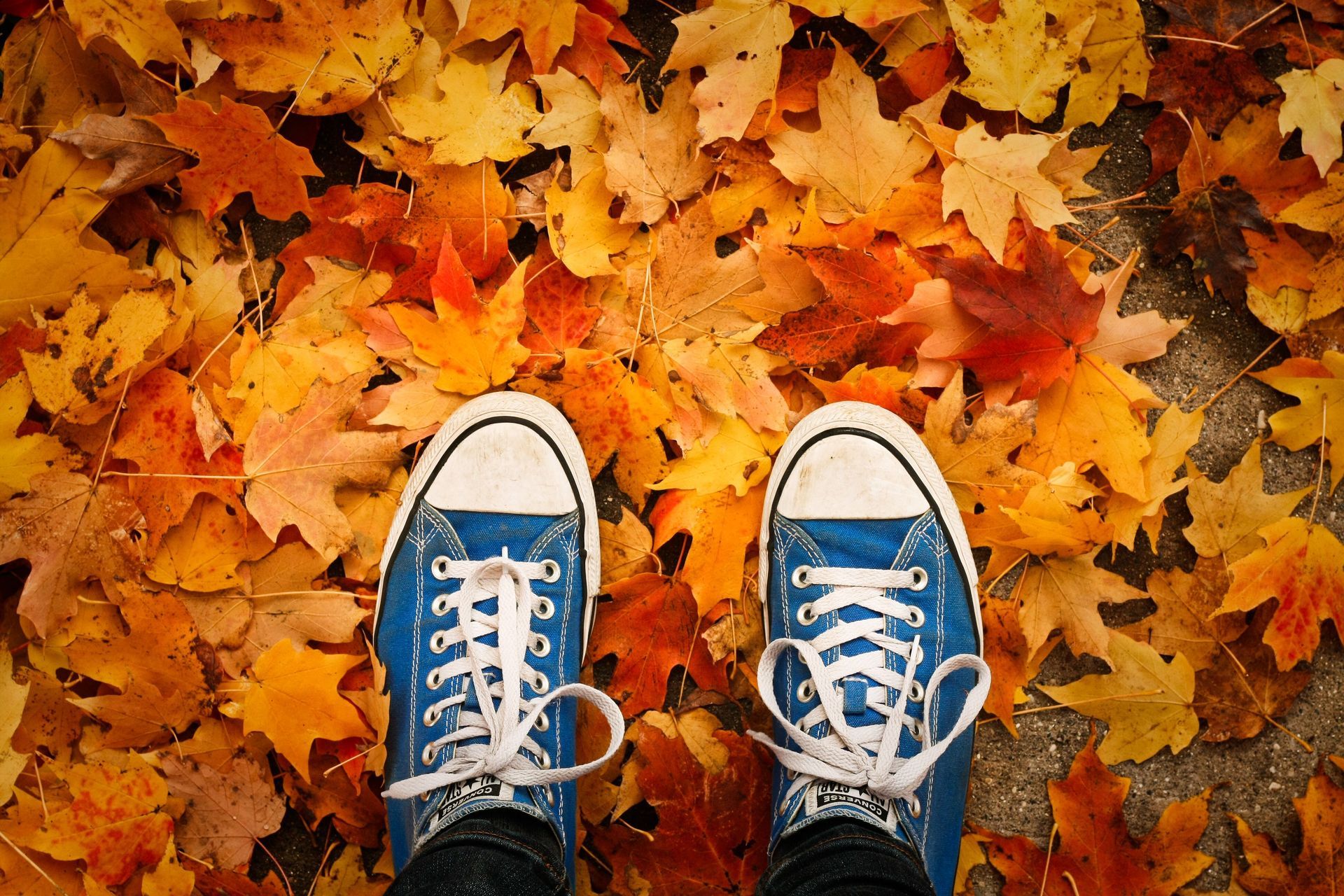 Blue sneakers standing on colorful autumn leaves