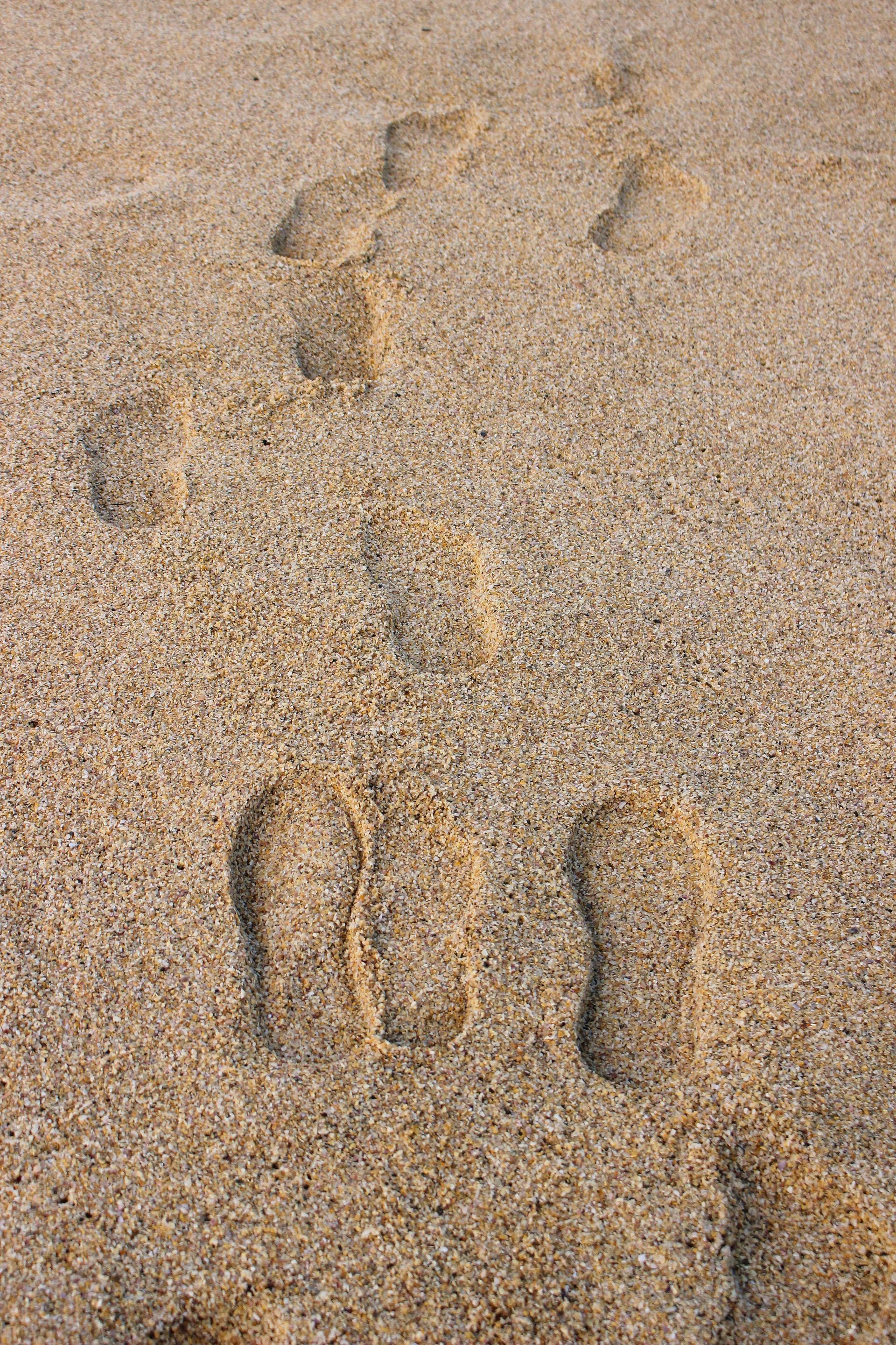 Footprints in tan sand leading across a beach-like surface