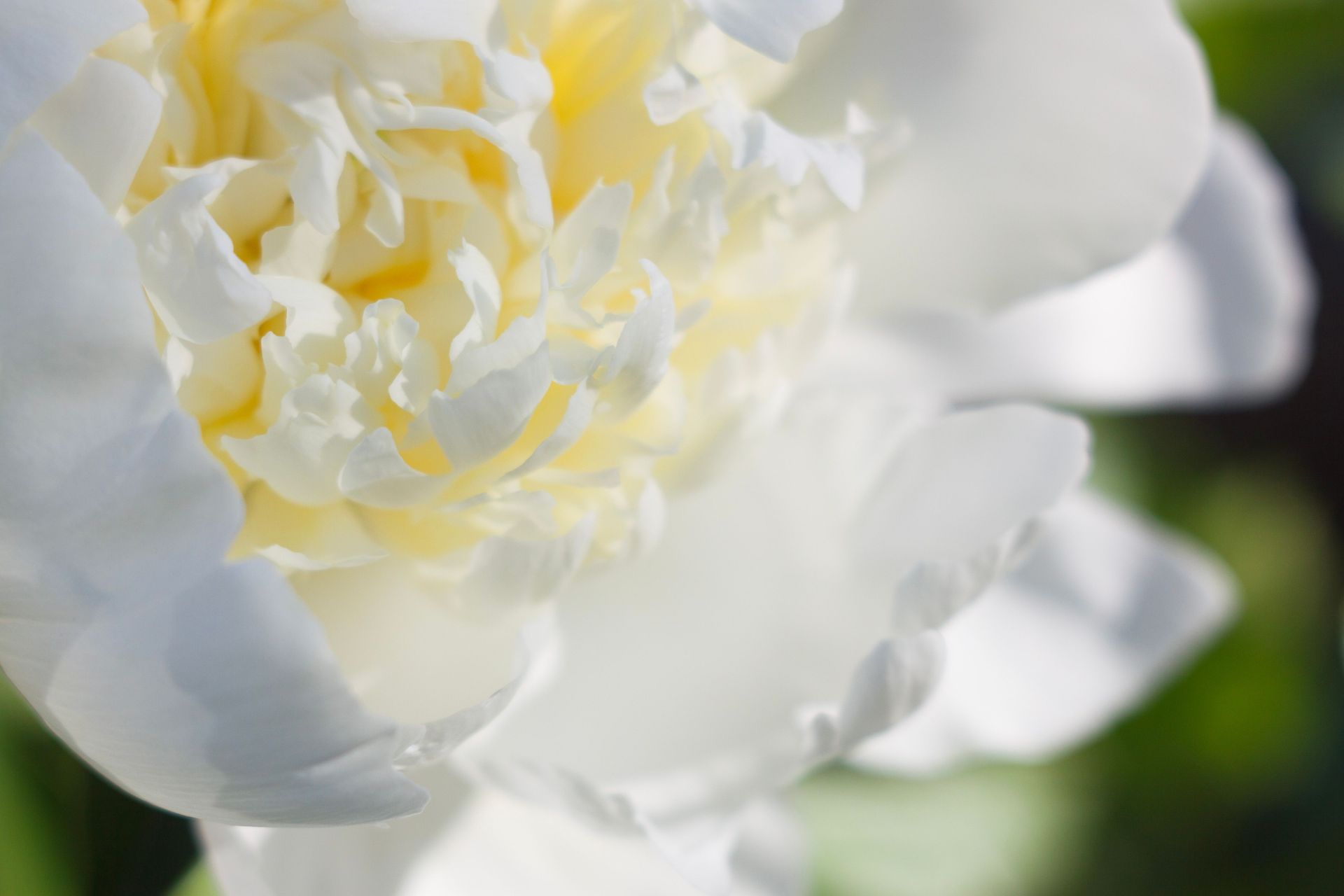 Close-up of a white flower with pale yellow center petals against a blurred green background