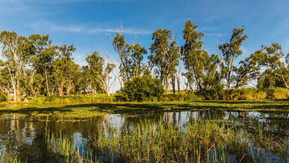 Lake Surrounded by Tall Grass and Trees on a Sunny Day — Pit Express in Laverton, VIC