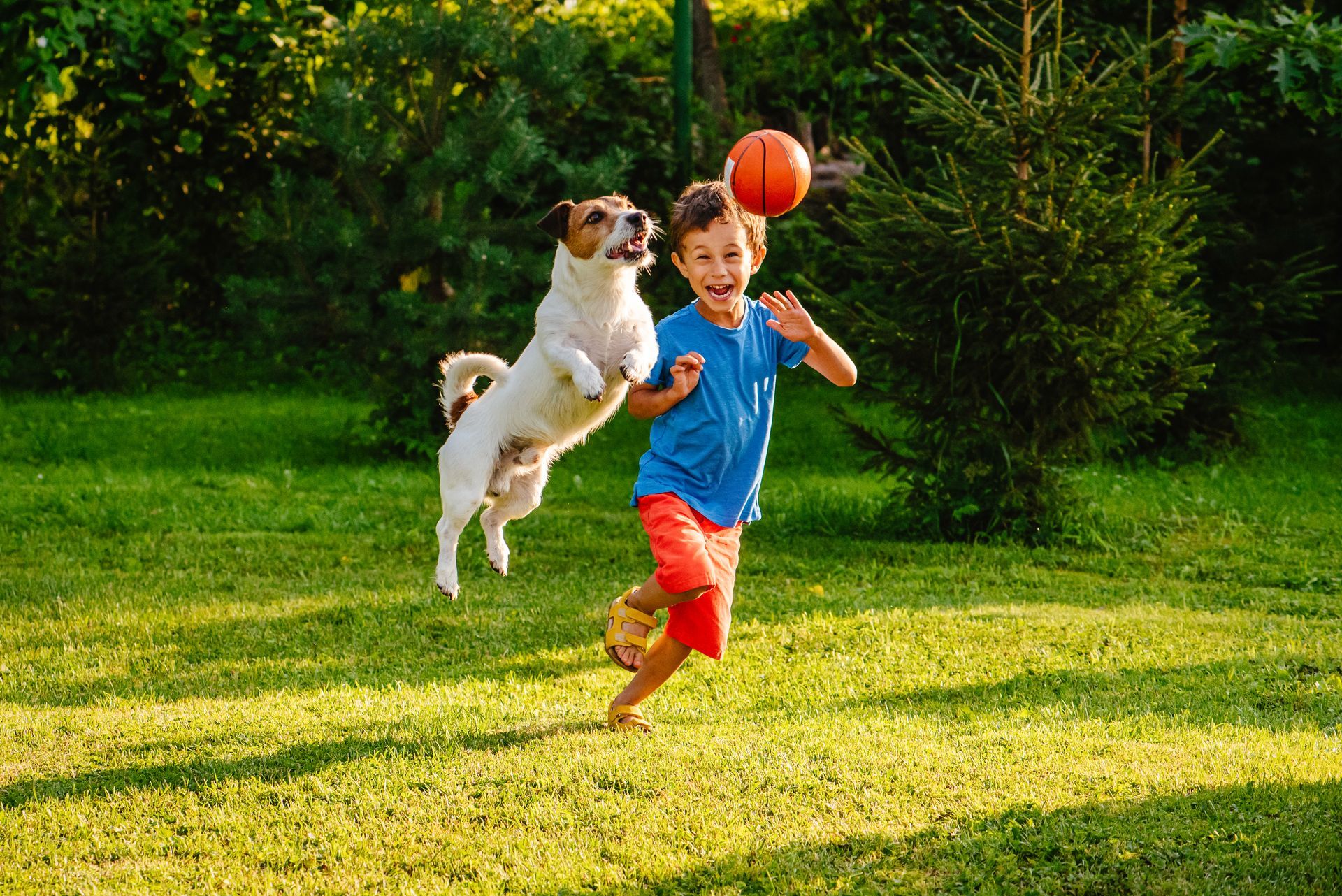 A boy and a dog are playing with a basketball in a yard.