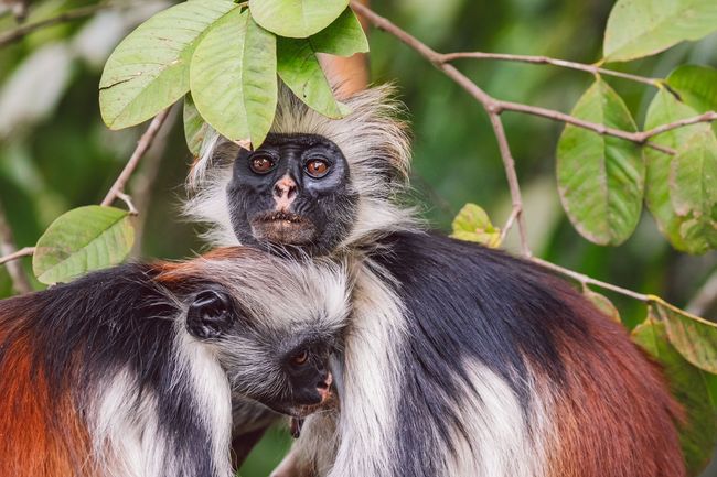 Three colobus monkeys in green foliage, one peering over the others.