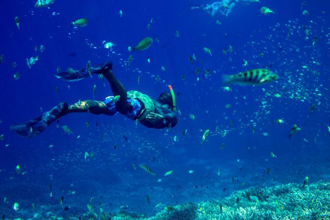 Scuba diver swimming through blue water with fish and coral below