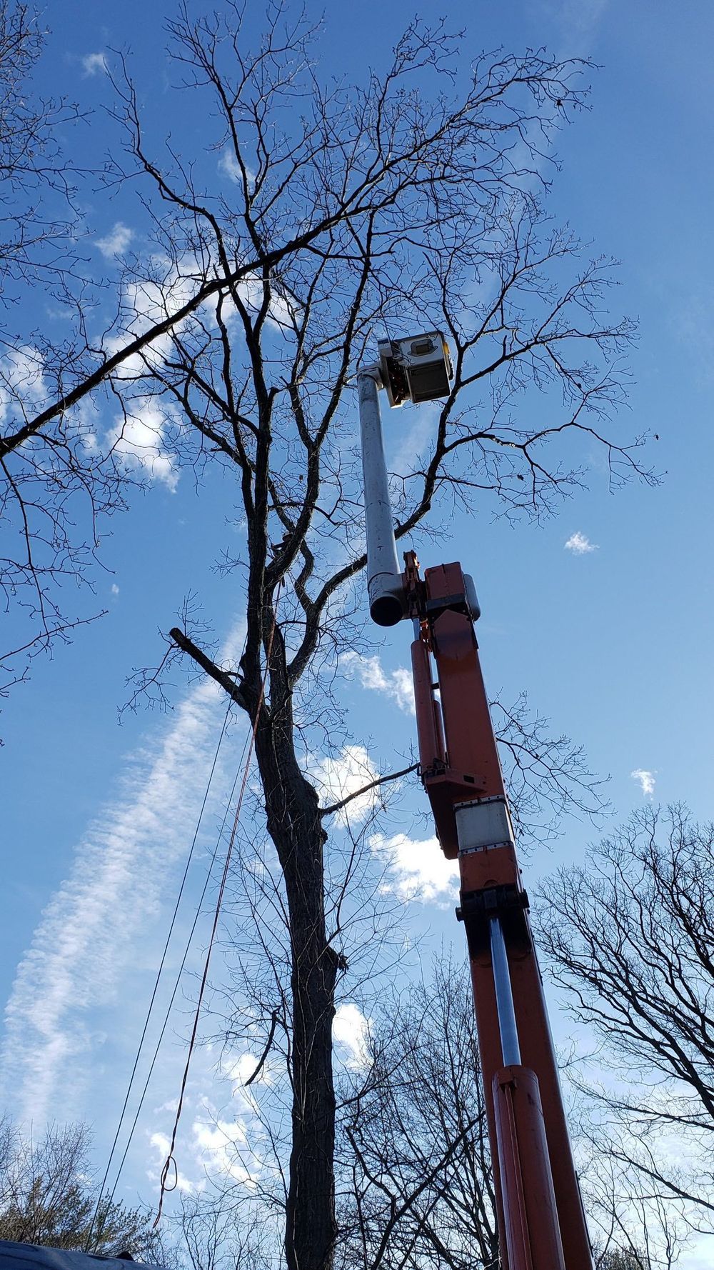 Crane pruning a tall tree against a blue sky with sunlit branches
