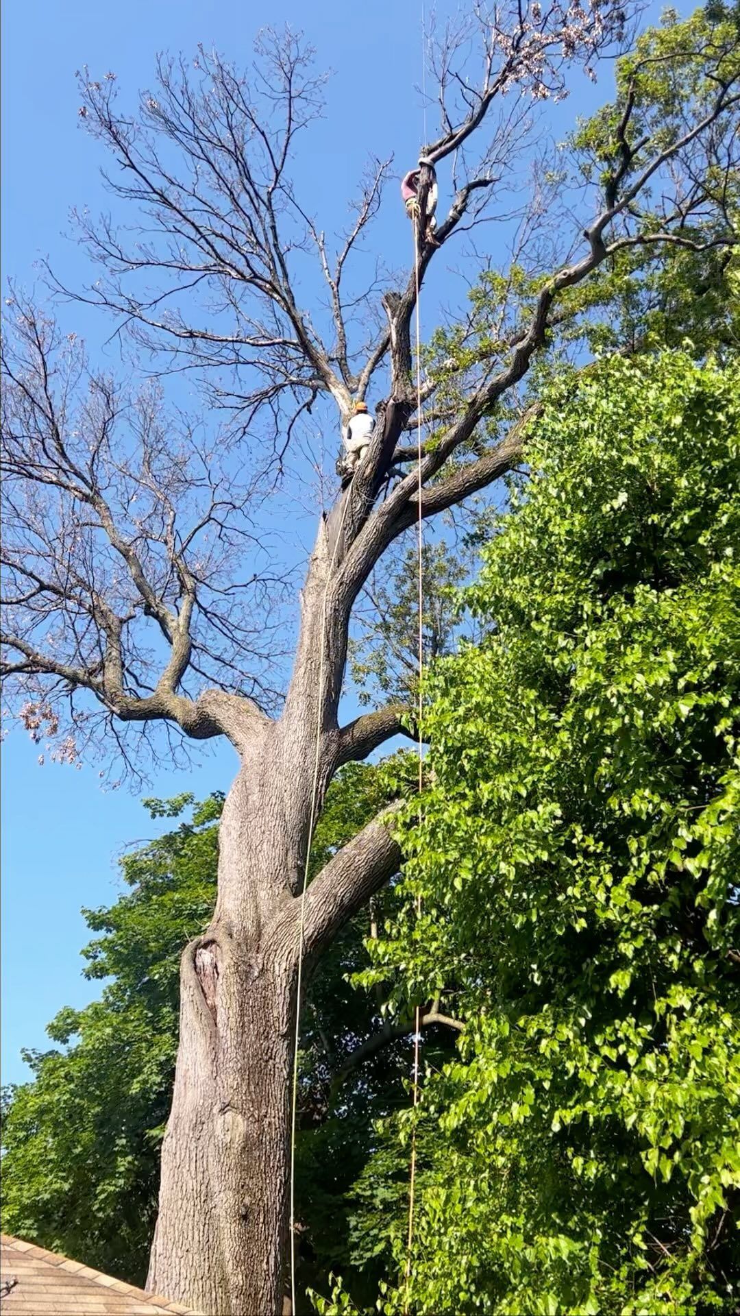 Tall leafless tree against a blue sky beside a dense green tree