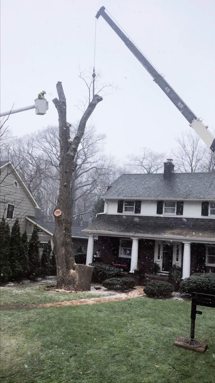 Tree removal in progress beside a suburban house, with a crane lifting a cut tree trunk piece
