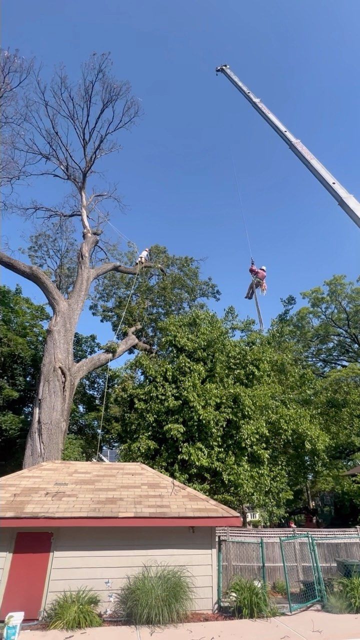Worker suspended by crane over trees near a red-roofed building and blue sky