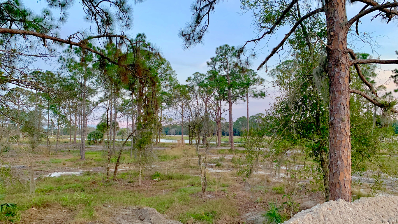 Sparse woodland with tall trees and dry ground under a clear sky
