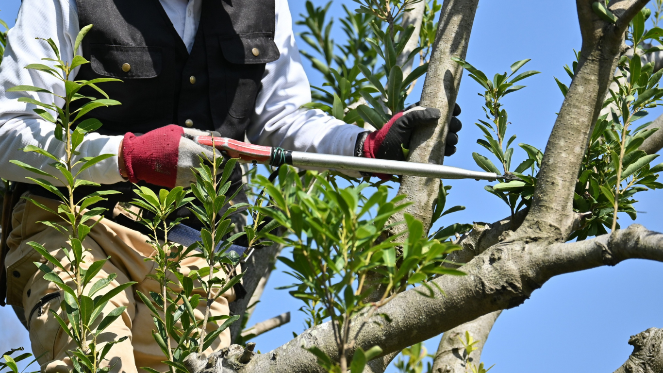 Person pruning a tree branch with red-handled shears under a blue sky