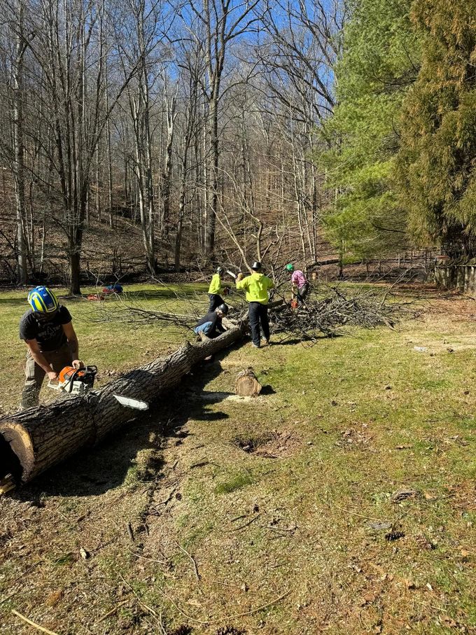A Group of People Are Cutting Down a Tree in a Field | Putnam County, WV | Jones Empire Tree Service