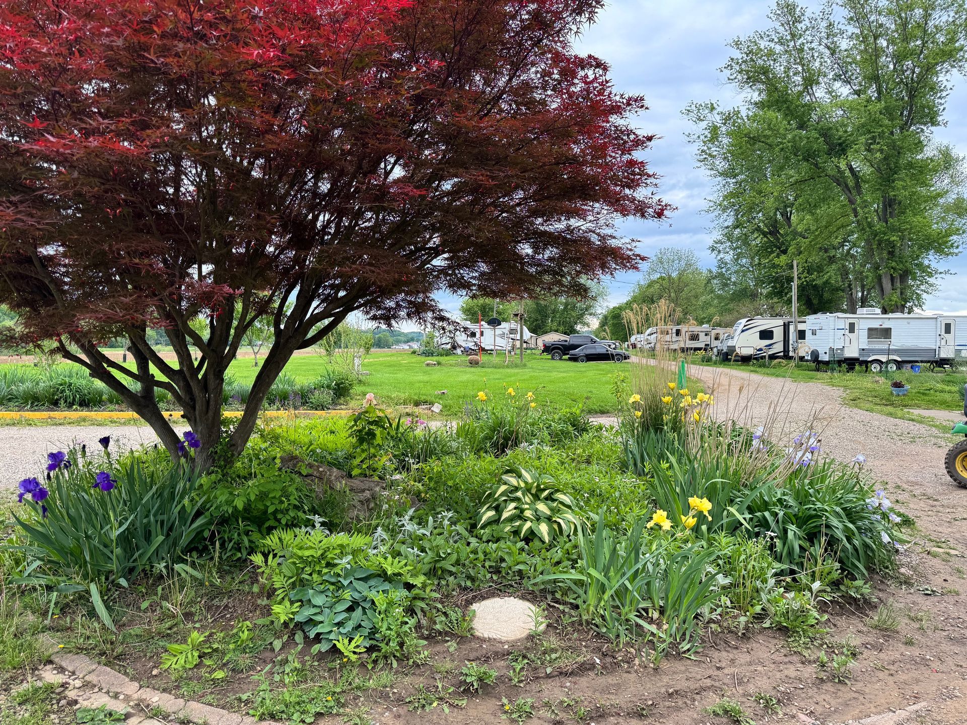 Flower bed with purple irises and a red-leaf tree beside a gravel road and grassy field