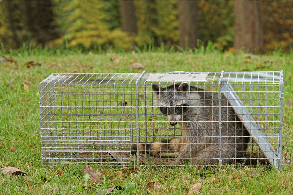 Raccoon trapped in a wire cage on grass, with a wooded background.