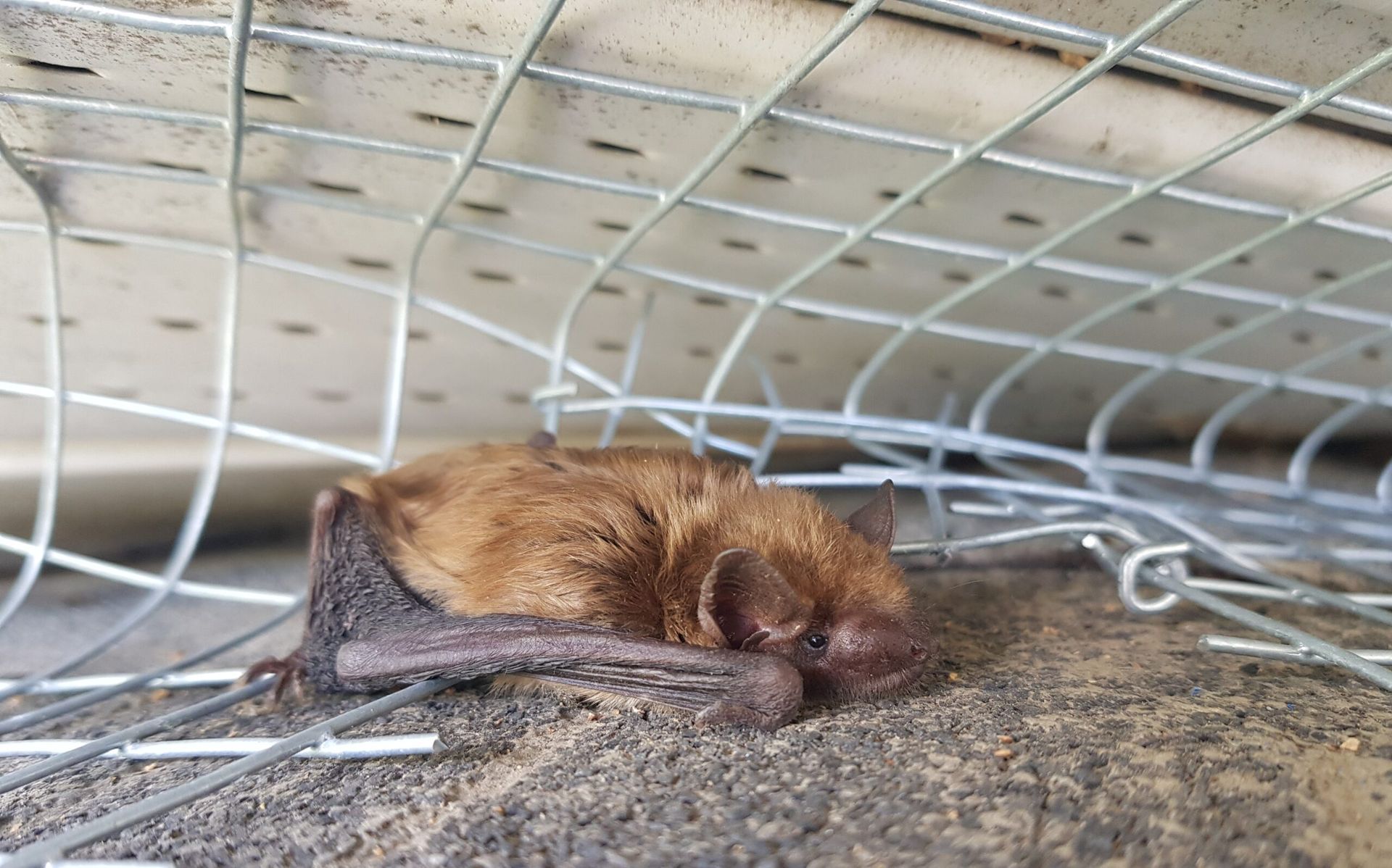Brown bat sleeping on a ledge under a wire mesh enclosure