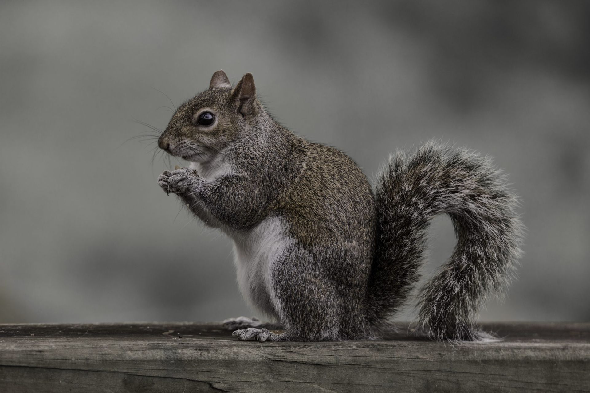 Gray squirrel perched on a wooden ledge, tail curled up against a blurred gray background
