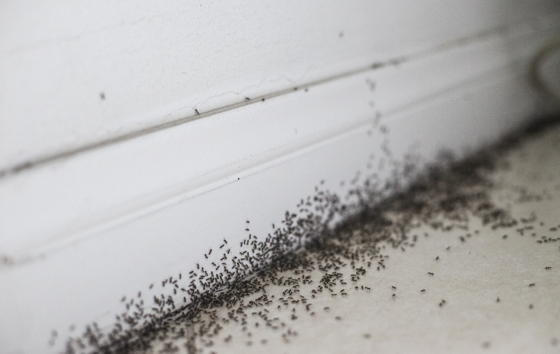 Tiny black insects clustered along a white wall and baseboard corner on a light floor.