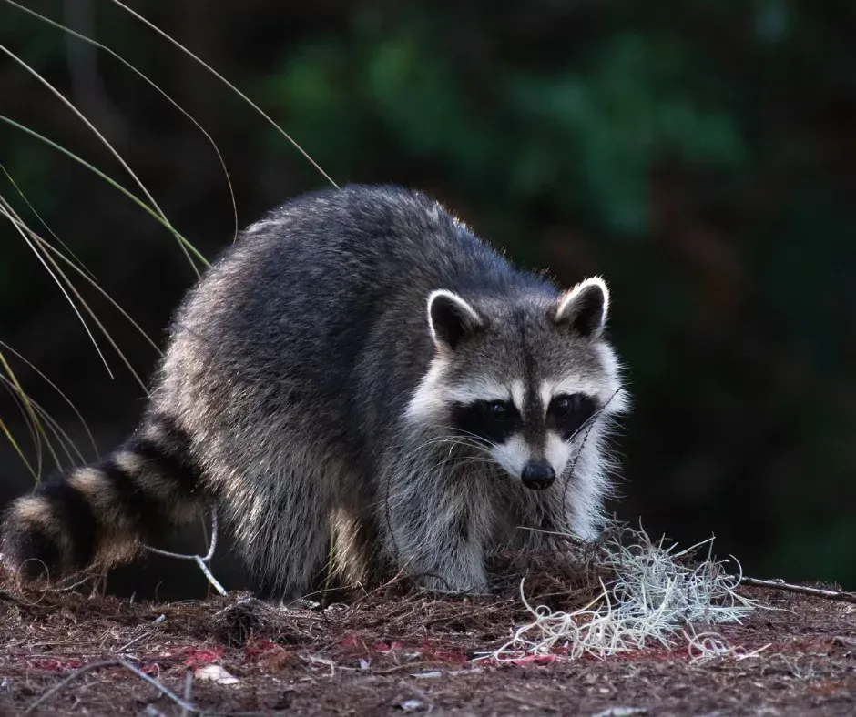Raccoon crouching on a wooded surface, looking down with a blurred dark green background
