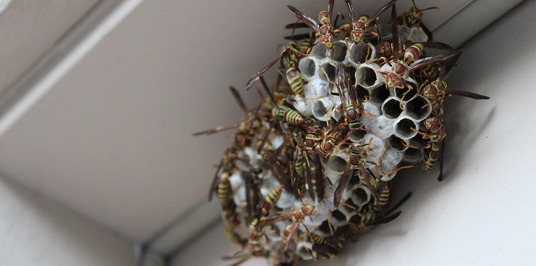 Paper wasp nest with several wasps inside, tucked in a white corner.