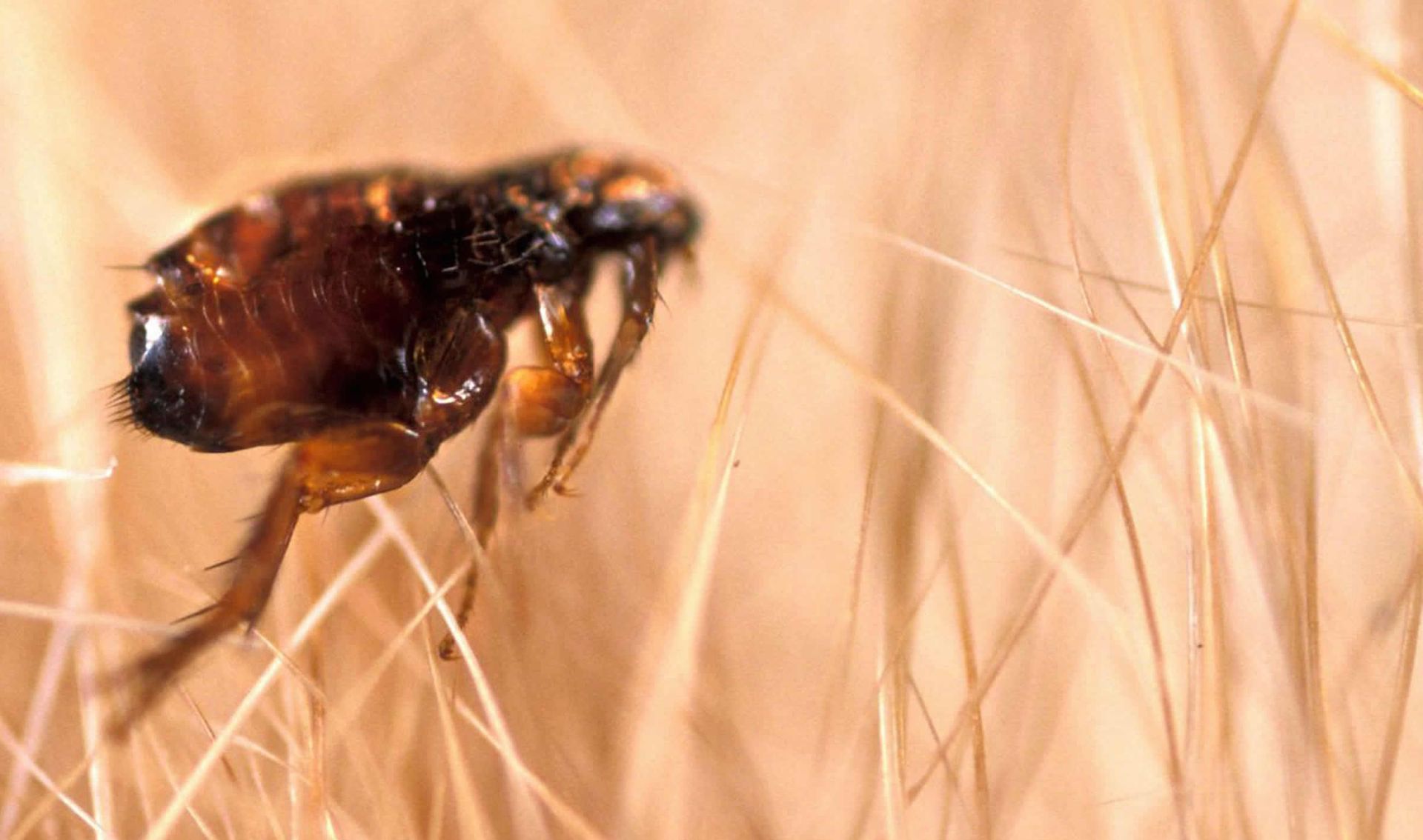 Close-up of a brown flea on pale animal fur