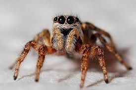 Close-up of a jumping spider with black eyes and orange-brown legs on a white surface