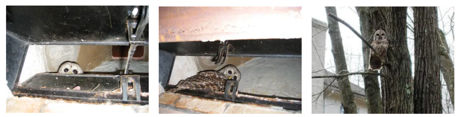 Three photos of a raccoon hiding in a vent and climbing a tree beside a building