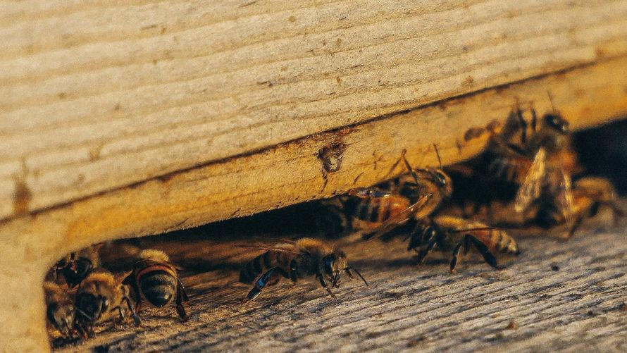 Close-up of bees crawling on a wooden hive frame with honeycomb