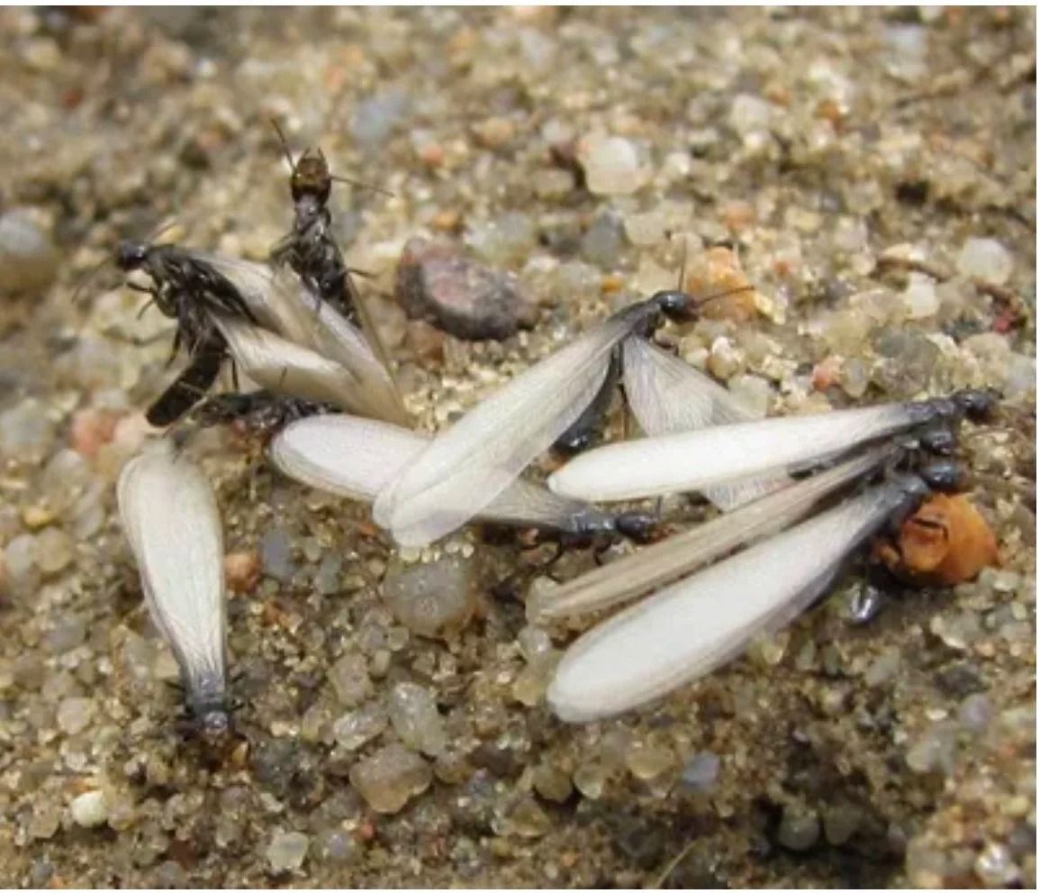 Winged termites on sandy ground, with white bodies and dark heads clustered together.