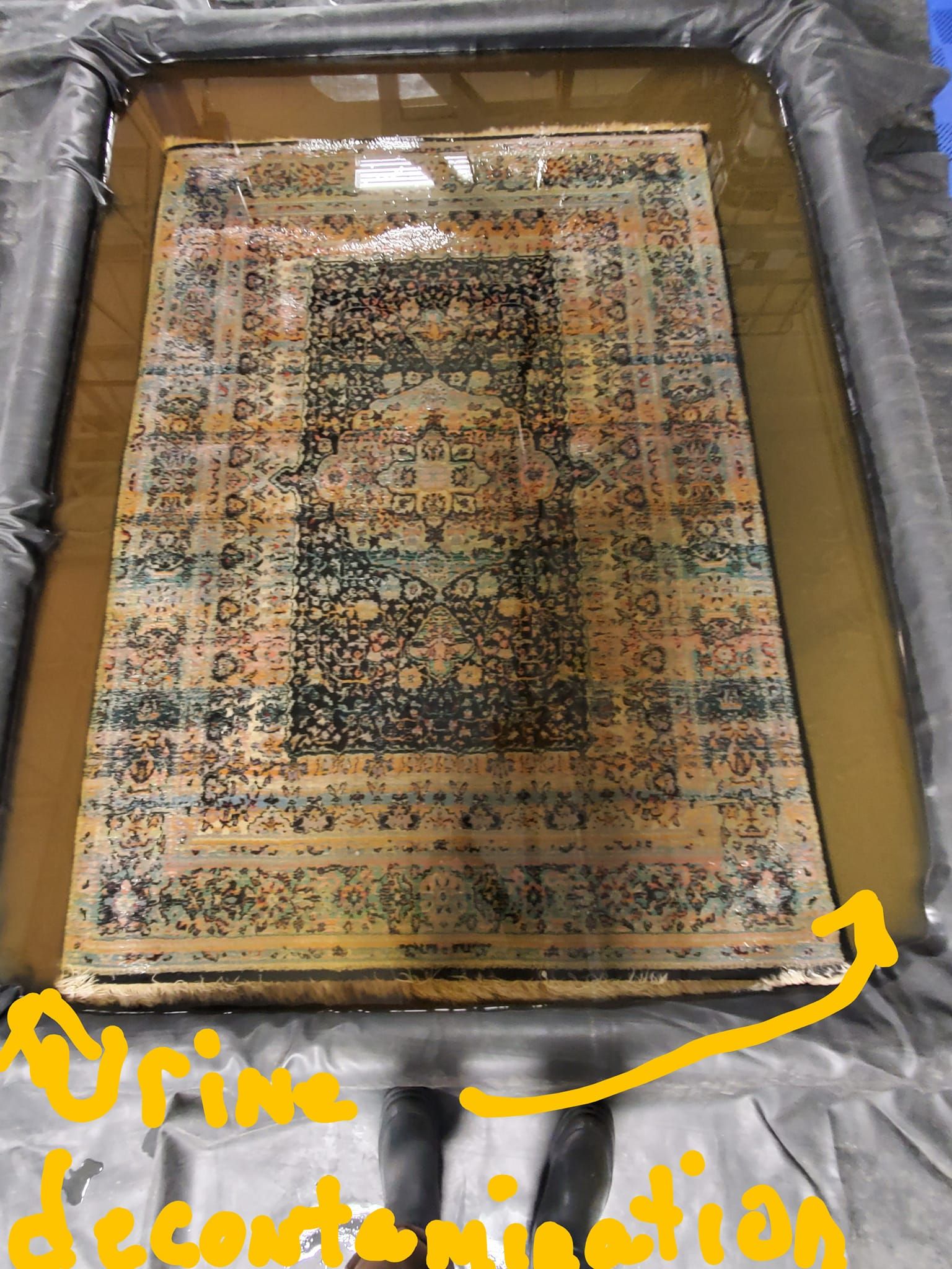 An ornate rug submerged in a shallow pool of brownish liquid for professional urine decontamination.