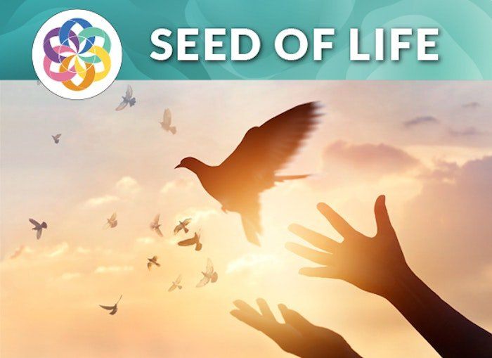 A Picture Of Hand And Dove — Downers Grove, IL — T. B. Kulat