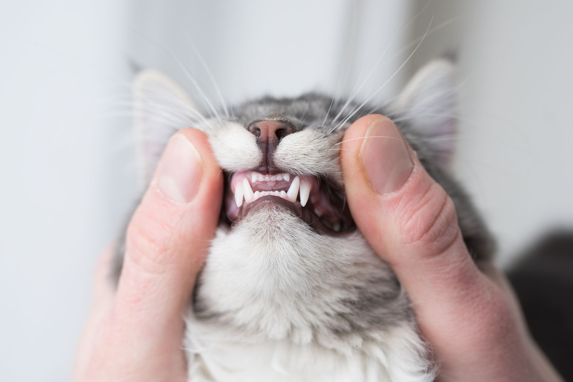 Hands holding a gray cat's mouth open to show its teeth, indoors.