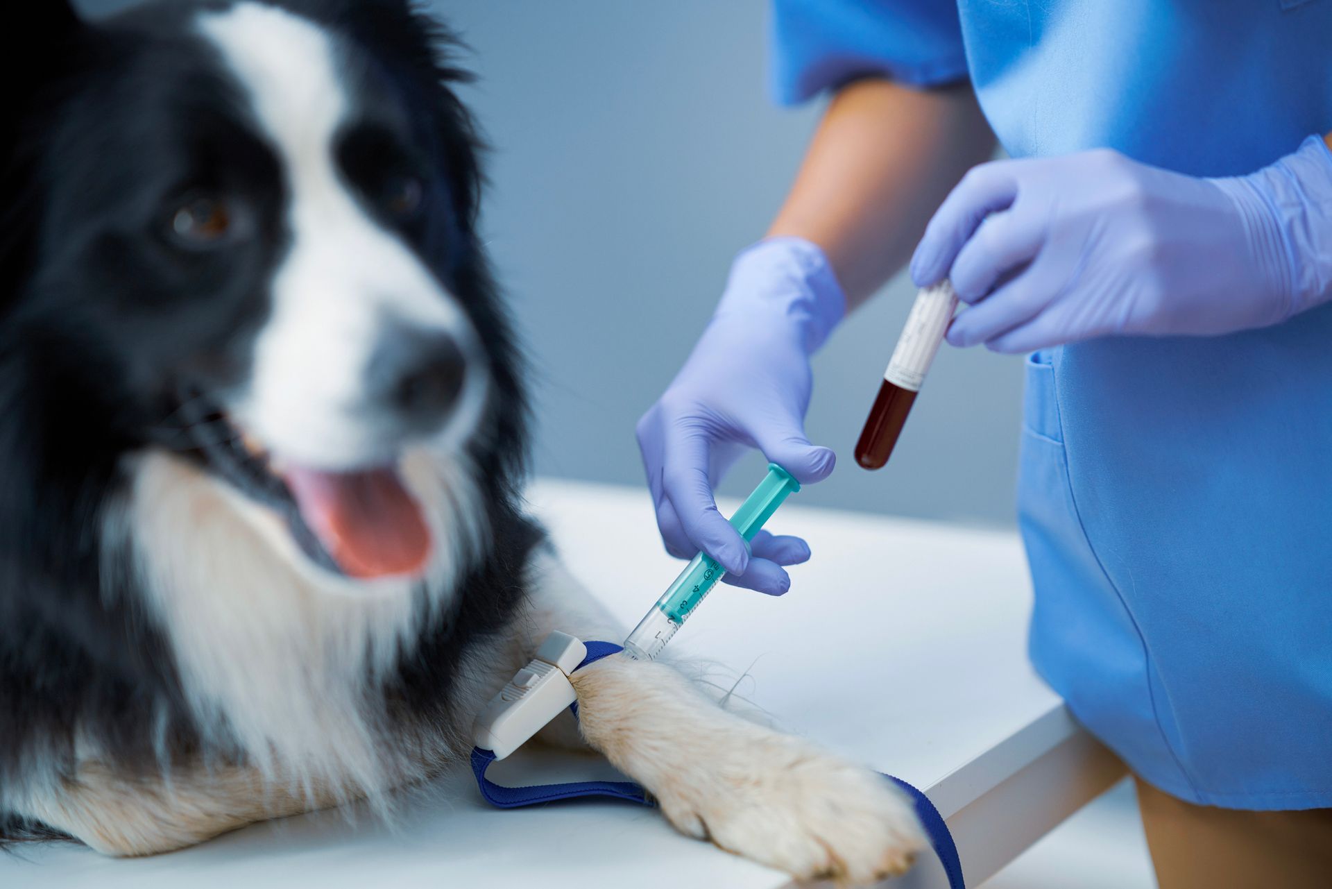 Veterinarian taking blood sample from a black and white dog's paw. Doctor wears blue gloves and scrubs.