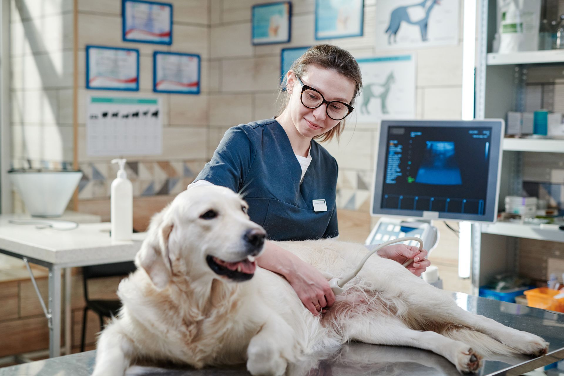 Veterinarian using ultrasound on a golden retriever in an exam room.