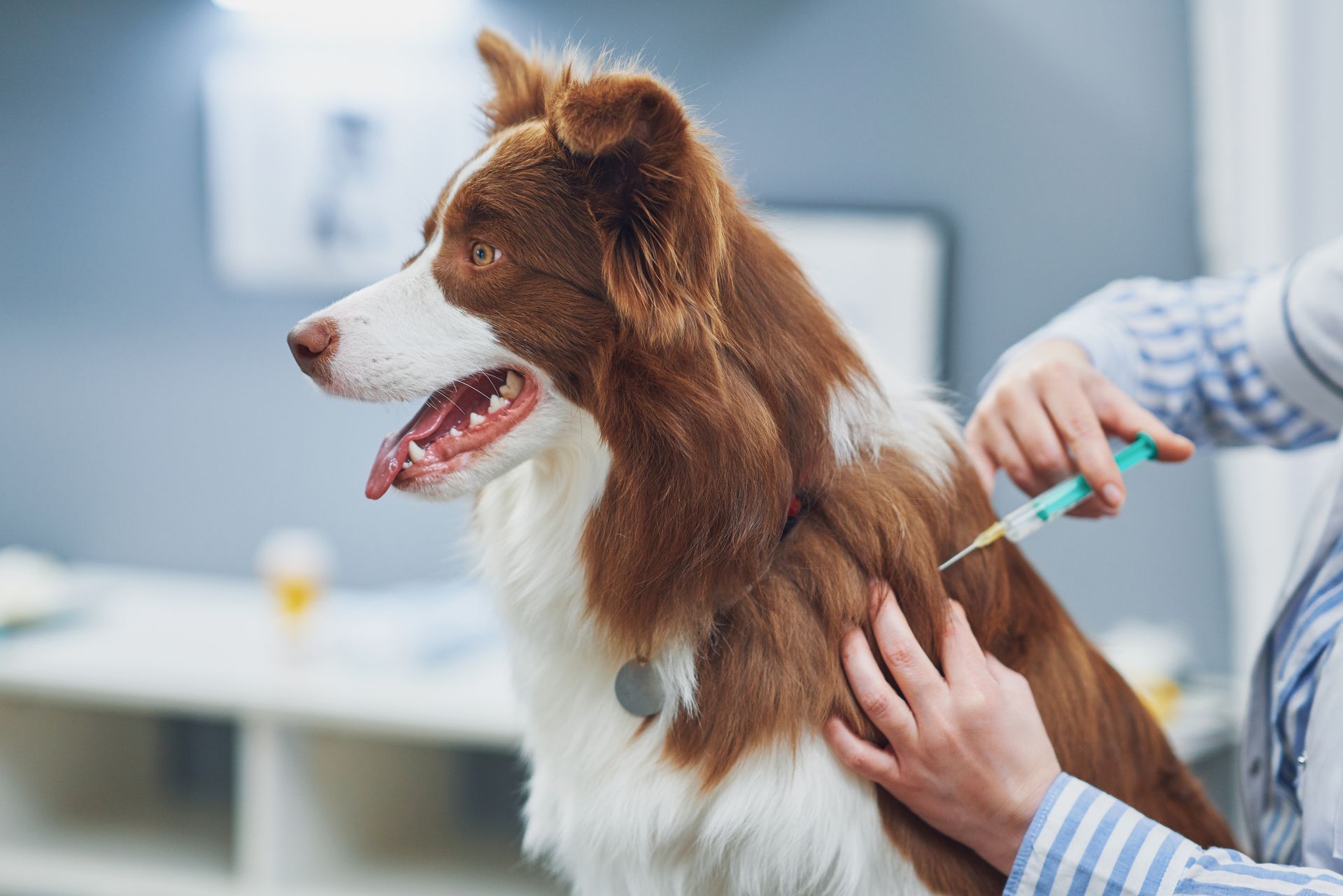 Dog getting a vaccine in a veterinary clinic; brown and white dog, person giving injection.