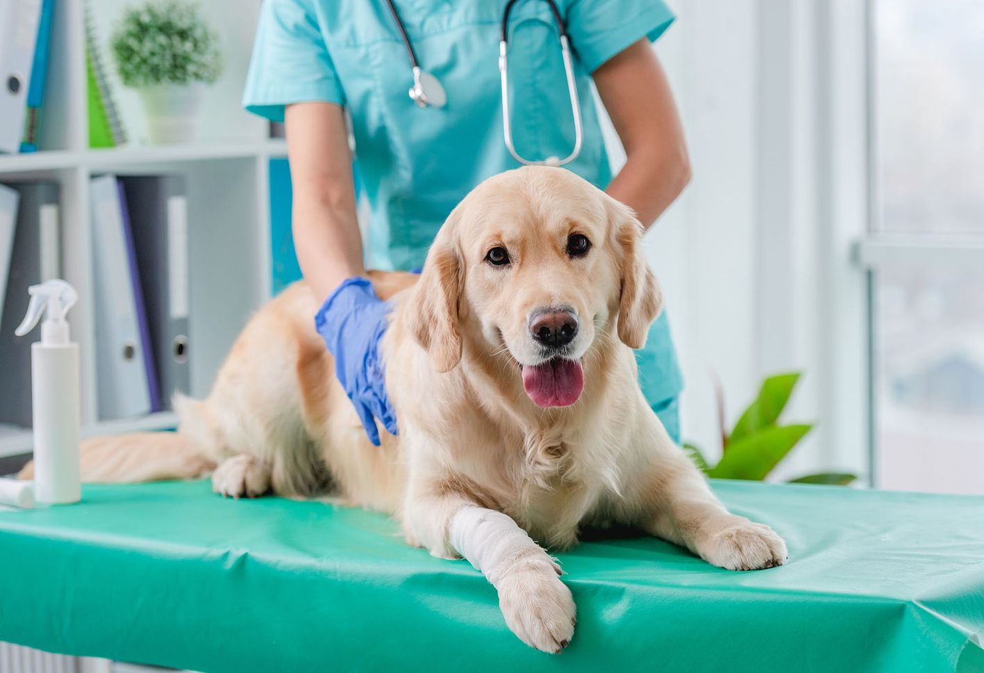 Veterinarian examining a golden retriever on a medical table, with bandaged paw.