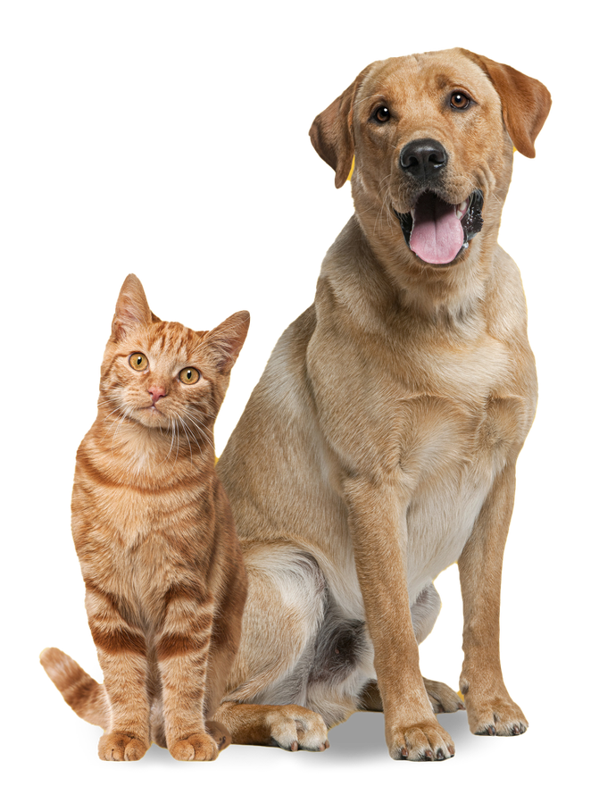 Orange tabby cat and tan Labrador dog sitting side-by-side, looking forward.
