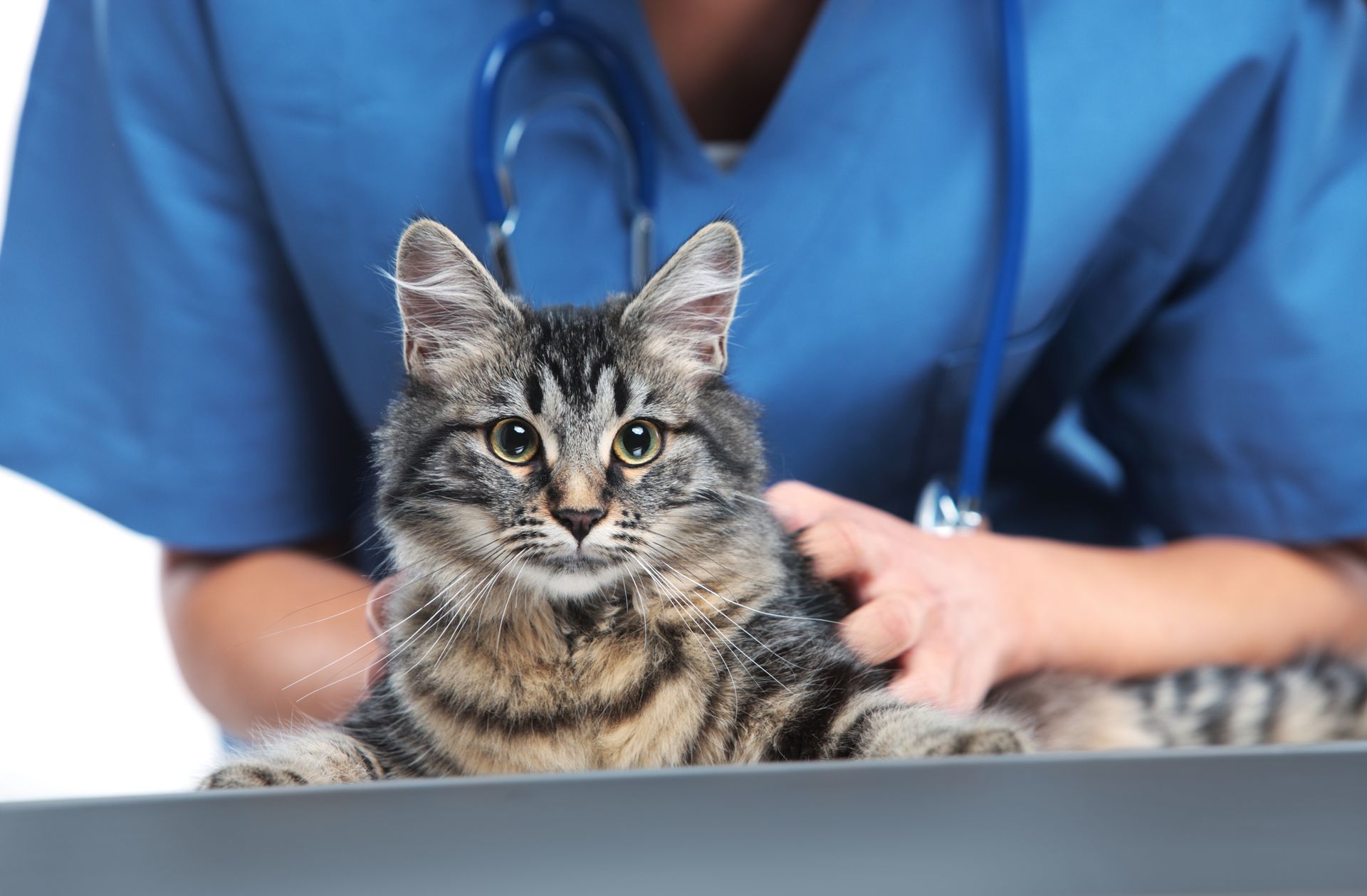 Cat being examined by a vet in blue scrubs, with a stethoscope.