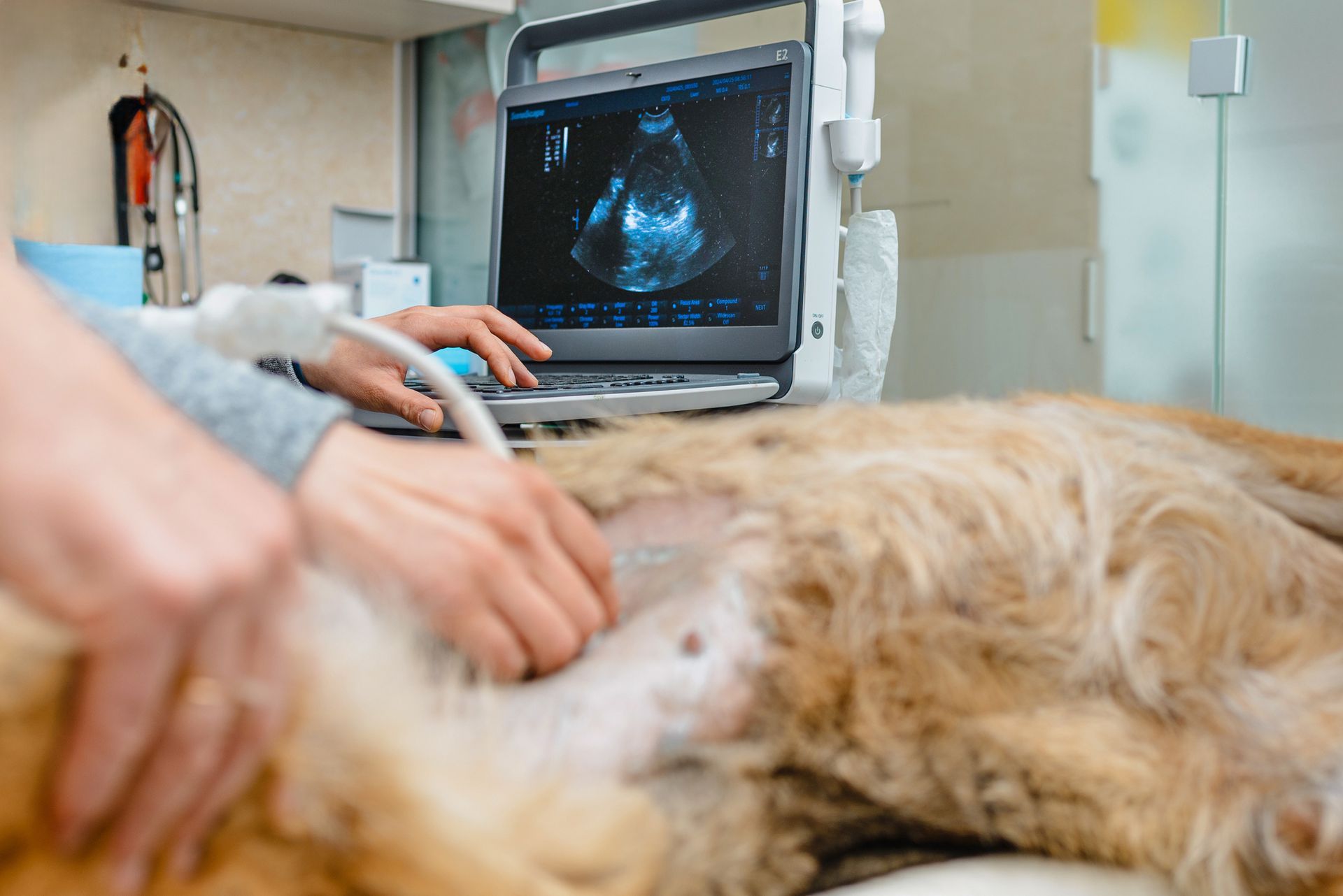 Veterinarian using ultrasound on a dog's abdomen; screen shows heart scan; clinic setting.