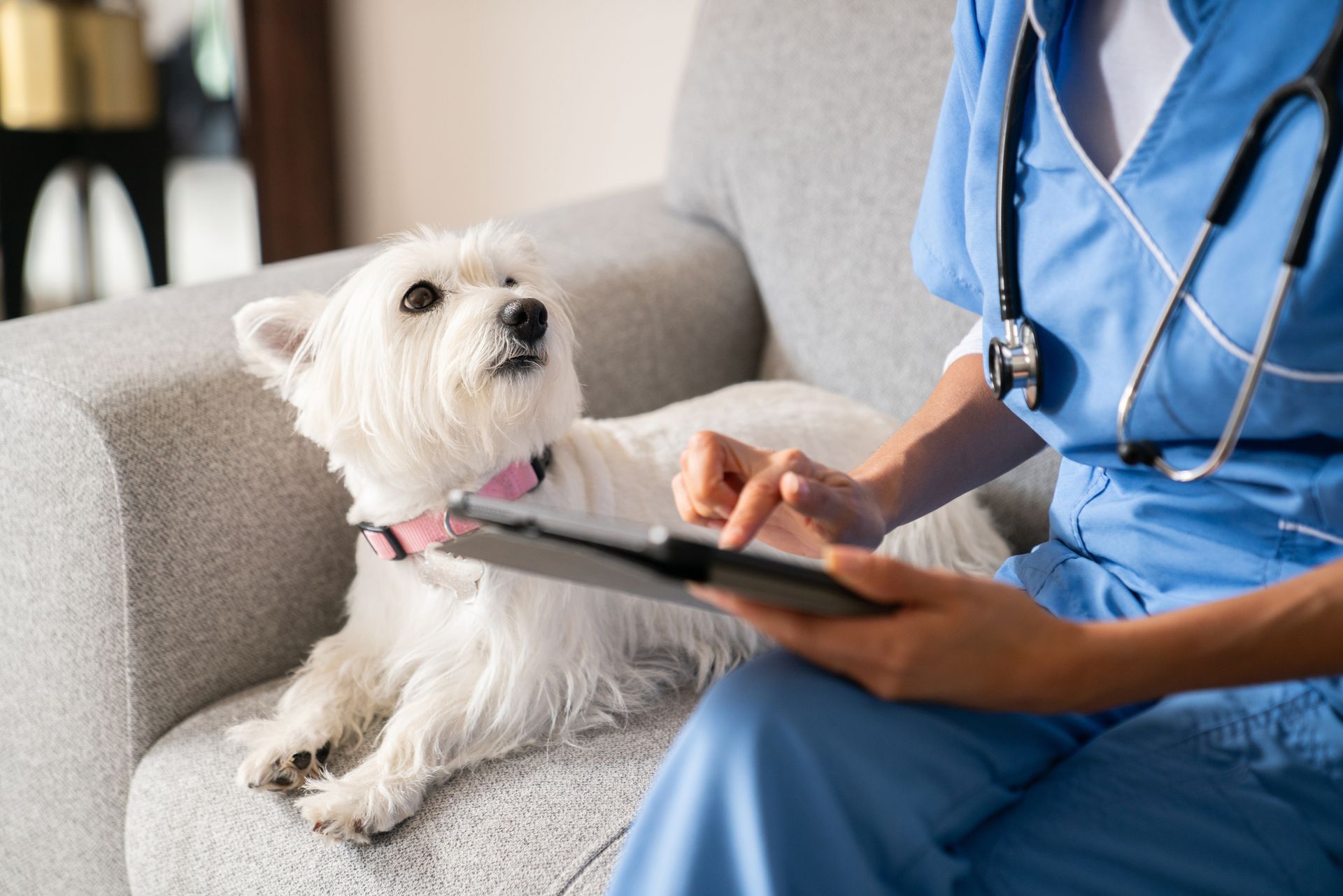 A small white dog on a couch looks up at a vet in blue scrubs using a tablet.