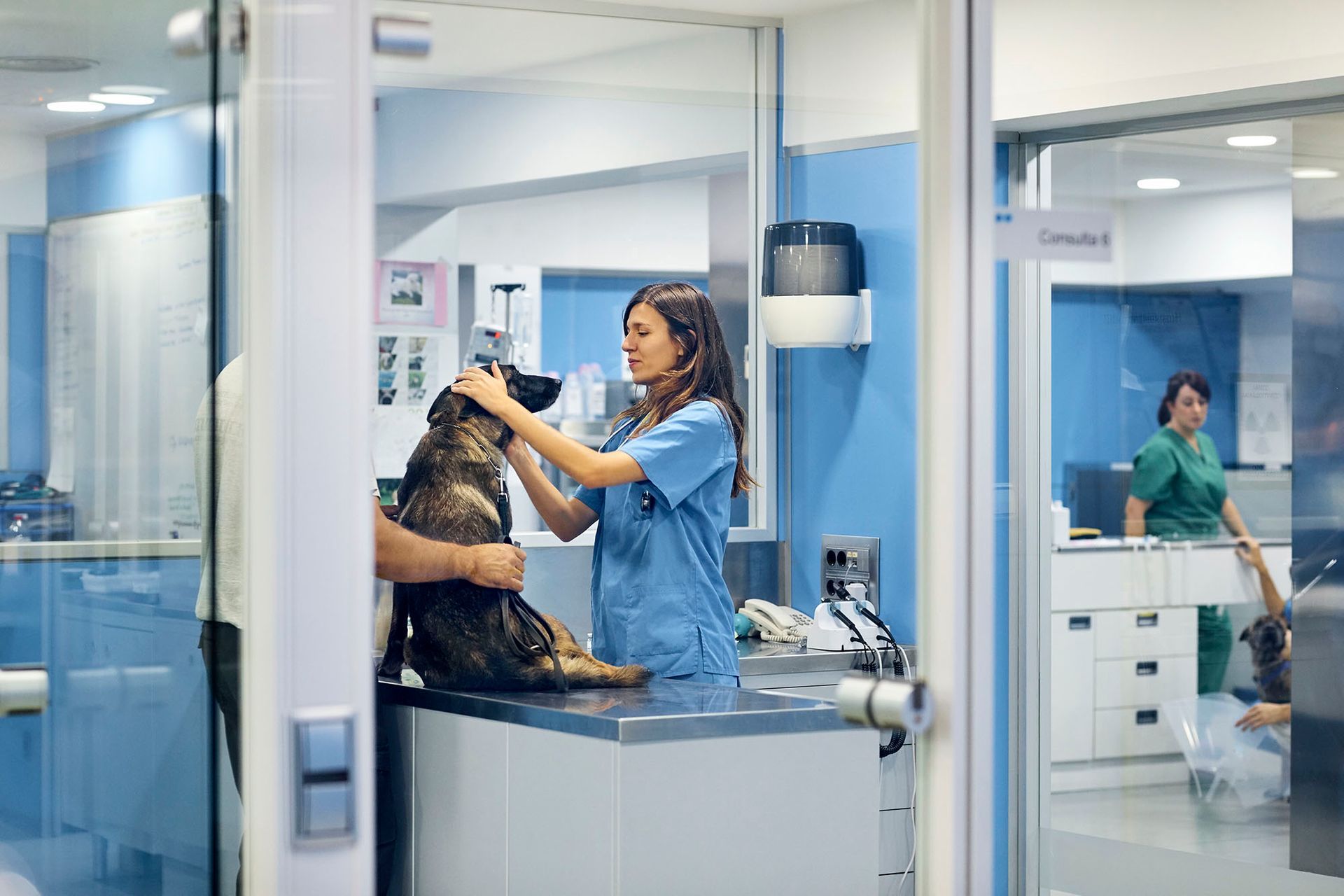Veterinarian in blue scrubs examining a dog in a clinic; another vet in the background.