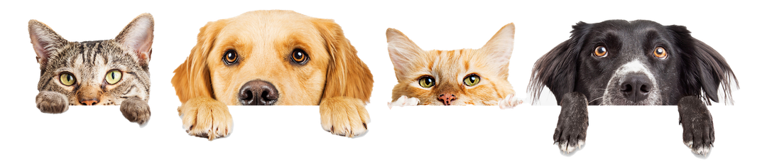 Four pets, two cats and two dogs, peering over a white surface with curiosity, each with a different color and expression.